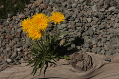 Nothocalais alpestris