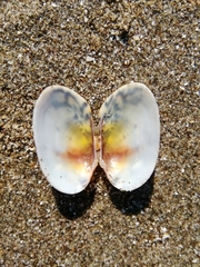 Ruditapes philippinarum