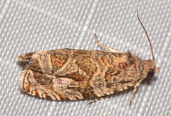 Olethreutes olivaceana