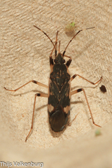 Dieuches armatipes