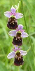 Ophrys fuciflora