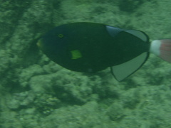 Melichthys vidua