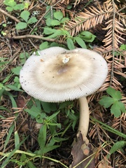 Amanita umbrinolutea