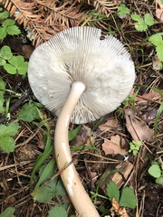 Amanita umbrinolutea
