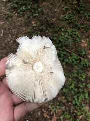 Amanita umbrinolutea