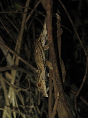 Uroplatus