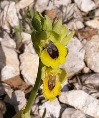 Ophrys lutea