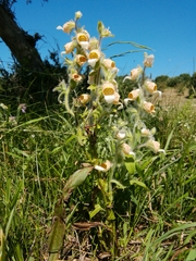 Digitalis lanata