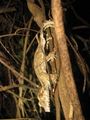 Uroplatus