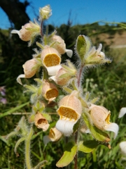 Digitalis lanata