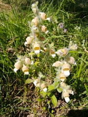 Digitalis lanata