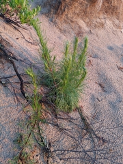 Artemisia campestris caudata