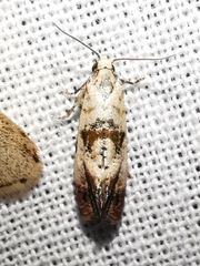 Neocochylis hybridella