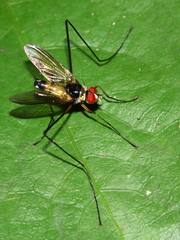 Cholomyia