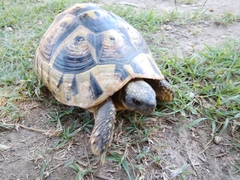 Testudo hermanni