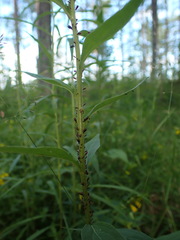 Uroleucon solidaginis