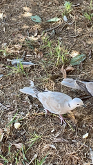 Streptopelia decaocto