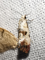 Neocochylis hybridella