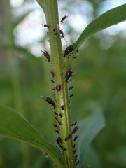 Uroleucon solidaginis