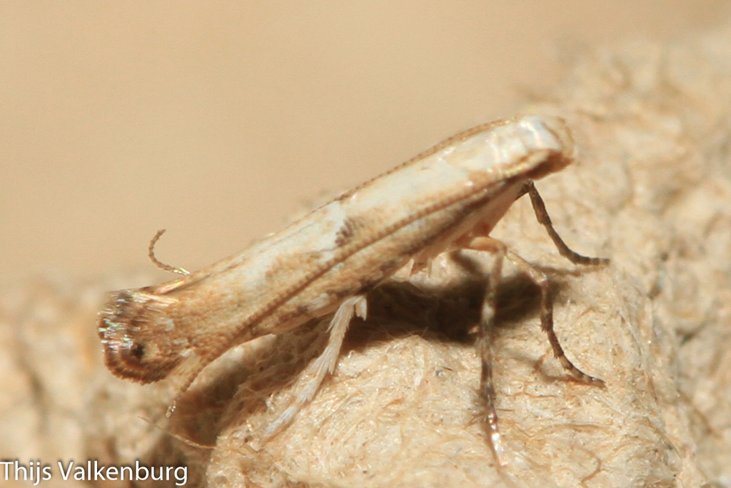 Dextellia