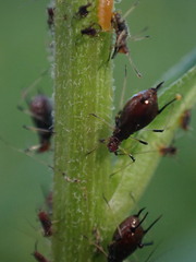 Uroleucon solidaginis