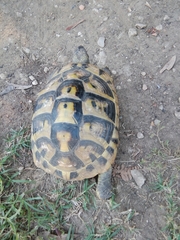 Testudo hermanni