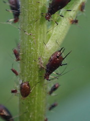 Uroleucon solidaginis