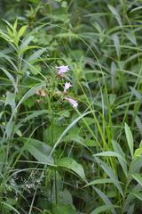 Penstemon calycosus