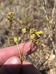 Dysodiopsis tagetoides