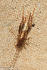 Stenonemobius gracilis