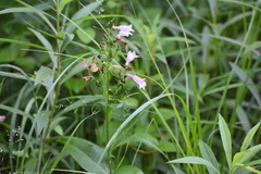 Penstemon calycosus