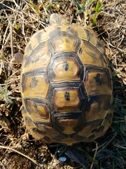 Testudo hermanni
