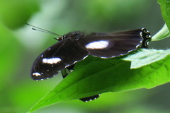 Hypolimnas bolina bolina