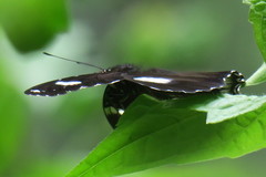 Hypolimnas bolina bolina