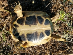Testudo hermanni
