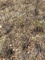 Dysodiopsis tagetoides