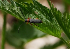 Phytoecia affinis