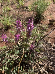 Indigofera pratensis