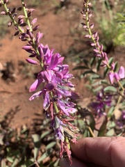 Indigofera pratensis