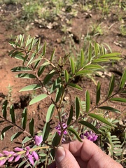 Indigofera pratensis