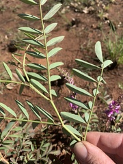 Indigofera pratensis