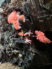 Tubifera ferruginosa acutissima