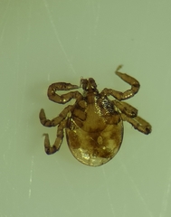 Ixodes frontalis