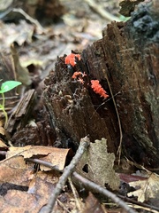 Tubifera ferruginosa acutissima