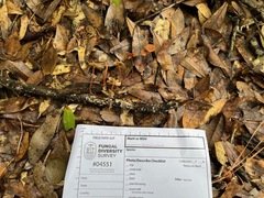 Collybiopsis biformis