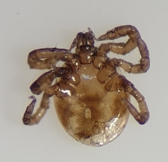 Ixodes frontalis