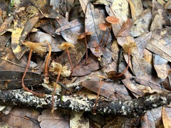 Collybiopsis biformis