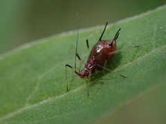 Uroleucon solidaginis