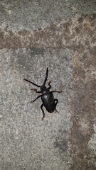 Prionus besikanus
