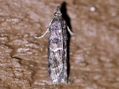 Ortholepis pasadamia